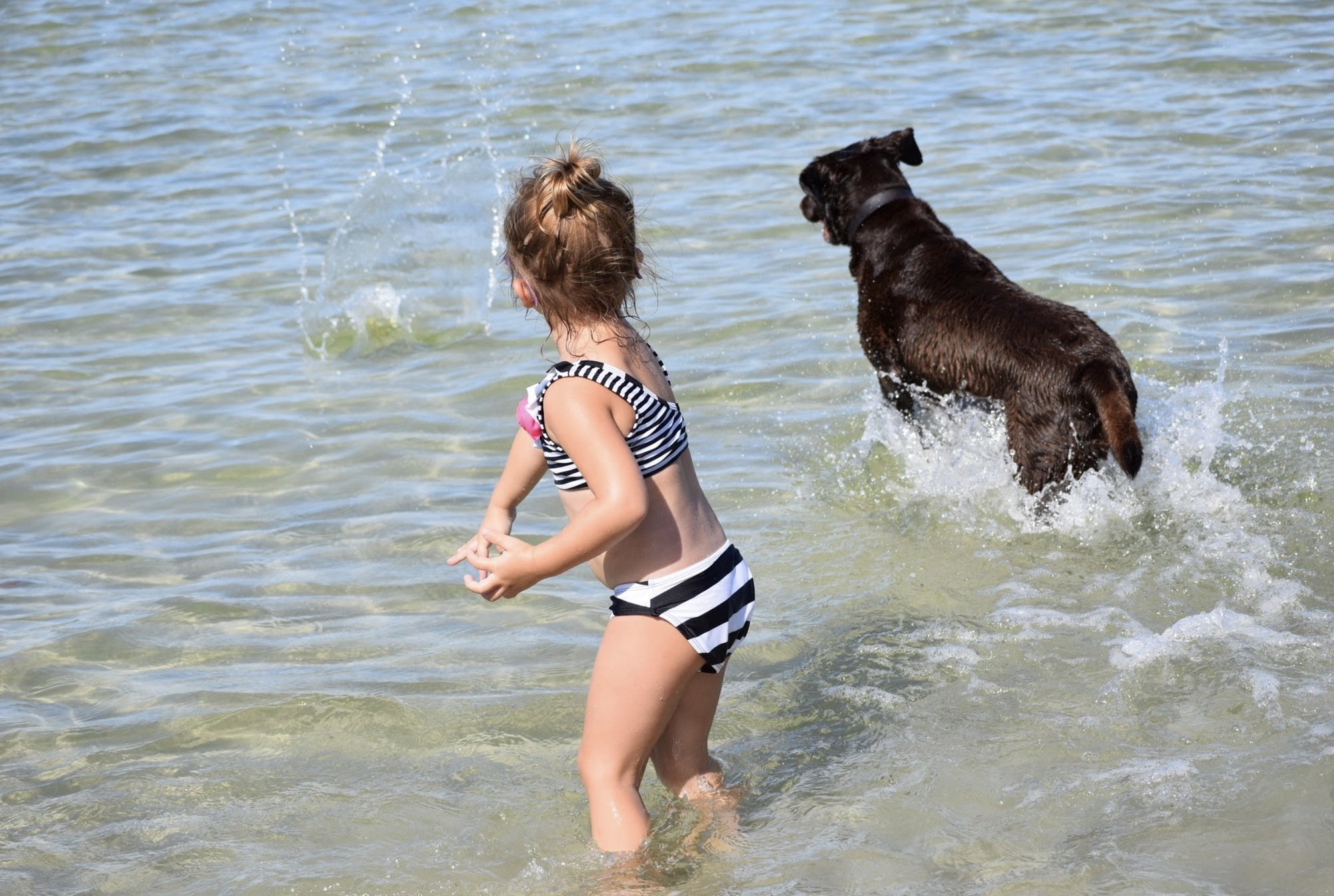 Dog Beaches in Naples Florida